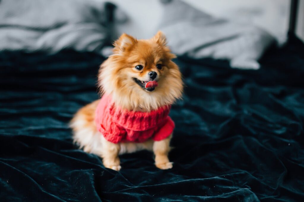 Mastering the First Impression: Your intriguing post title goes here Cute Pomeranian dog wearing a red sweater sitting on a cozy bed indoors.